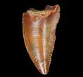 Serrated, Raptor Tooth - Morocco #72622-1